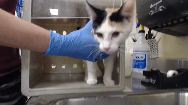 A baby small-sized female Domestic Short Hair cat named Tzatziki for adoption in Denver, CO
