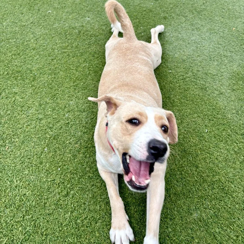 An adult medium-sized female Yellow Labrador Retriever dog named Maple for adoption in San Diego, CA