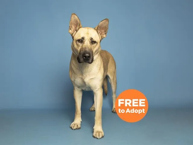 A young large-sized male German Shepherd Dog dog named Alfie for adoption in Phoenix, AZ