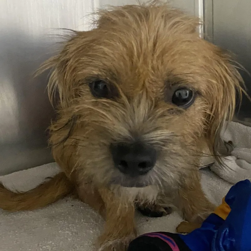 A young small-sized male Yellow / Tan / Blond / Fawn Cairn Terrier dog named Joey for adoption in Spencer, IN
