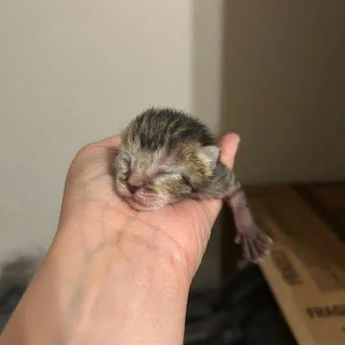 Oatmeal Raisin