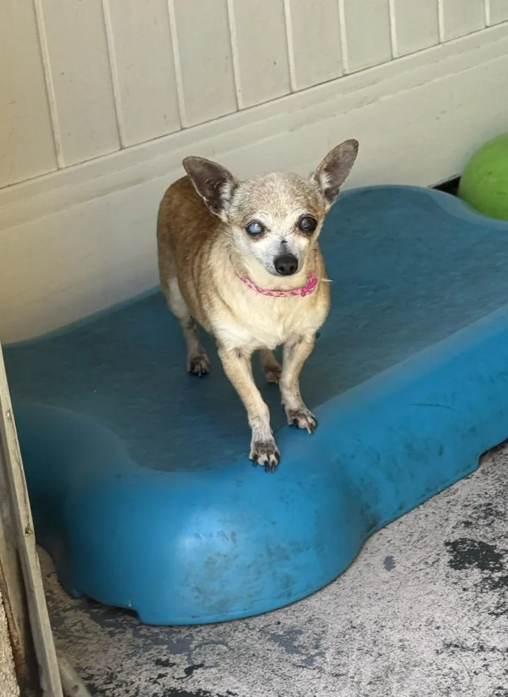 A senior small-sized female Chihuahua dog named Leverne & Shirely for adoption in Manhattan, NY