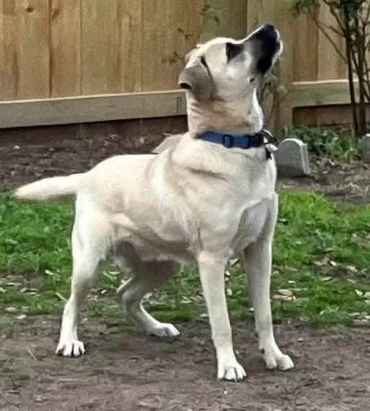 An adult large-sized male Black Mouth Cur dog named Blaze for adoption in Alexander, AR