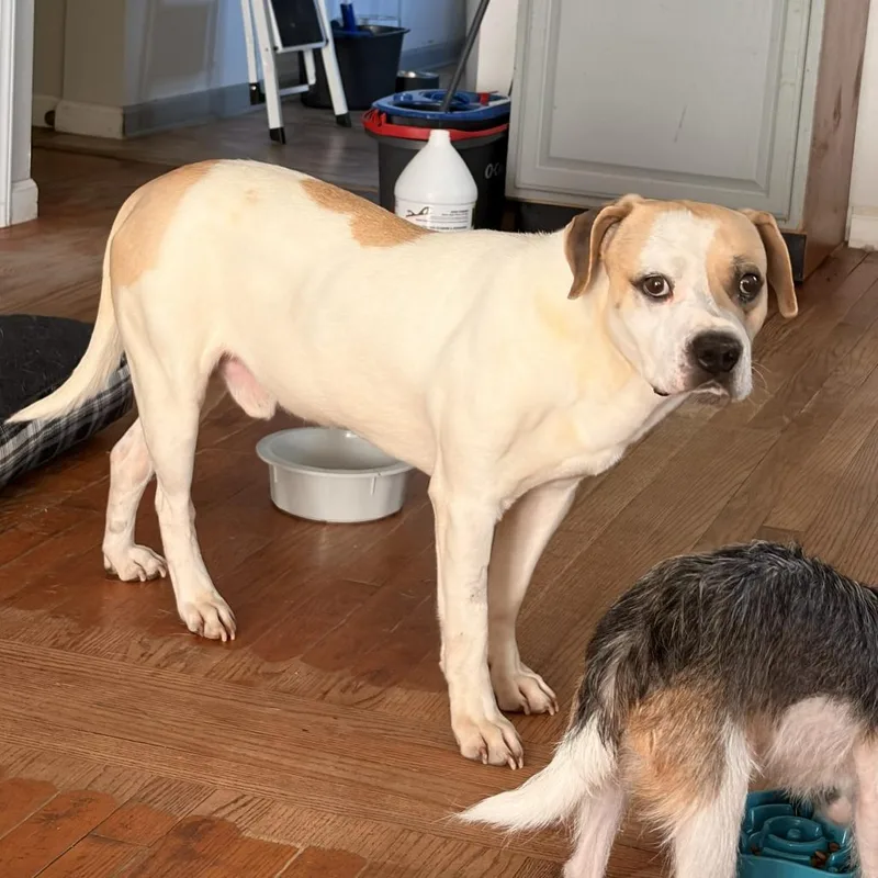 An adult medium-sized male Yellow / Tan / Blond / Fawn American Staffordshire Terrier dog named Otis for adoption in Franklin, NC