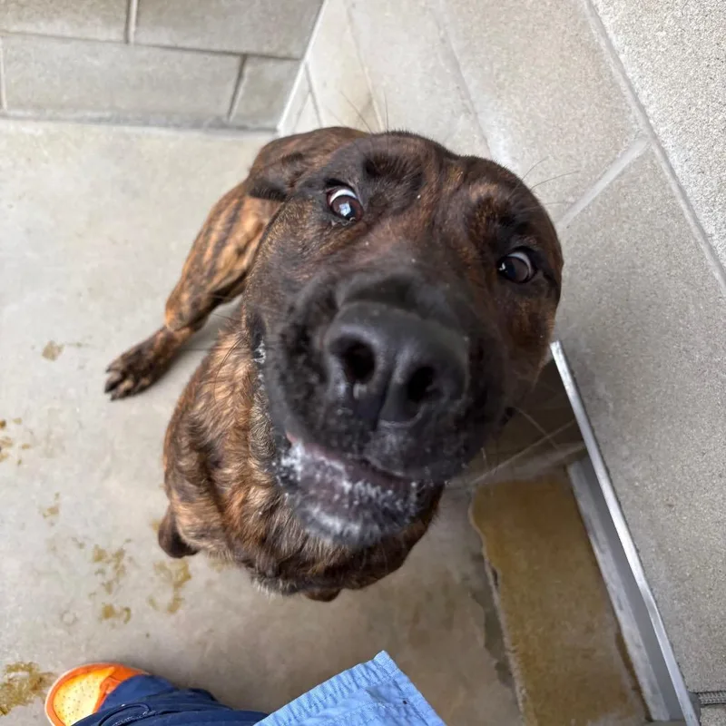 An adult large-sized male Brindle Plott Hound dog named Tungsten for adoption in Bristol, IN
