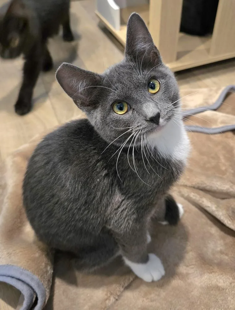 A baby small-sized male Gray & White Domestic Short Hair cat named Rex for adoption in Vancouver, WA