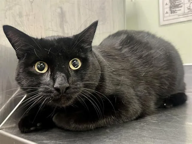 An adult medium-sized male Domestic Short Hair cat named Jack for adoption in Santa Cruz, CA