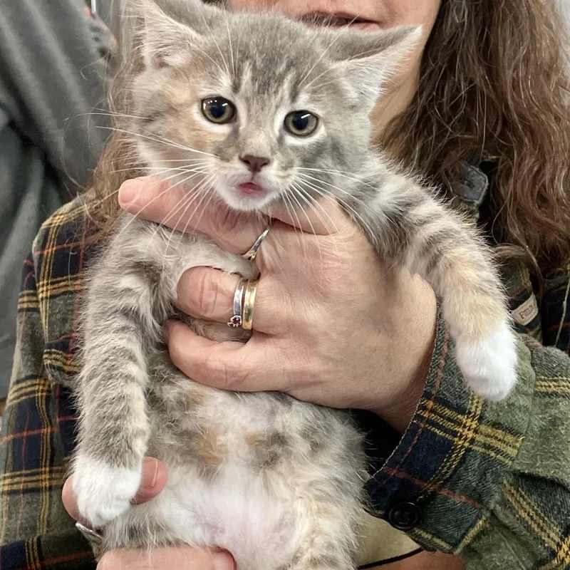 A baby small-sized female Gray / Blue / Silver Domestic Medium Hair cat named Shira for adoption in Fairmont, WV