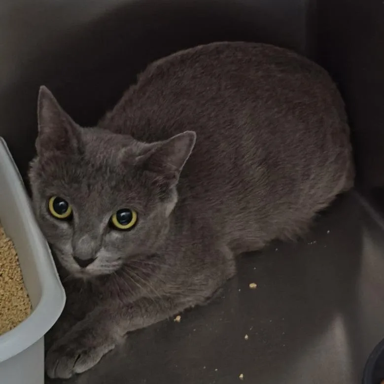 An adult medium-sized female Gray / Blue / Silver Domestic Short Hair cat named Fancy for adoption in Upland, CA