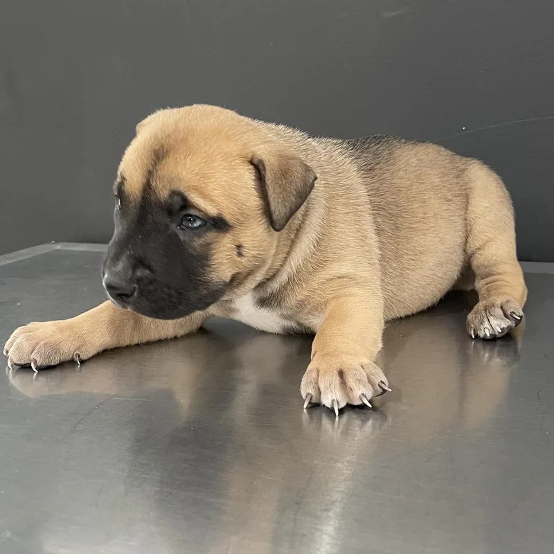A baby medium-sized male Brown / Chocolate Belgian Shepherd / Malinois dog named Lionheart for adoption in Livingston, TX