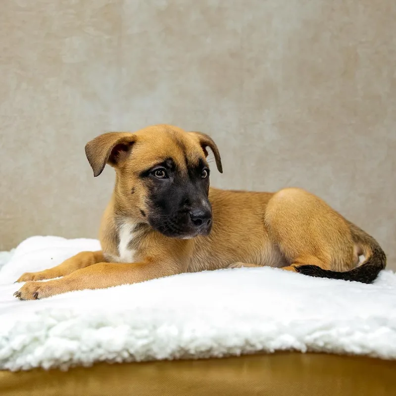 Lionheart thumbnail 2