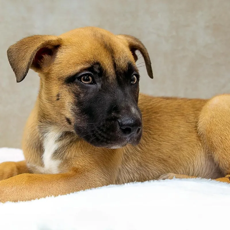 Lionheart thumbnail 4