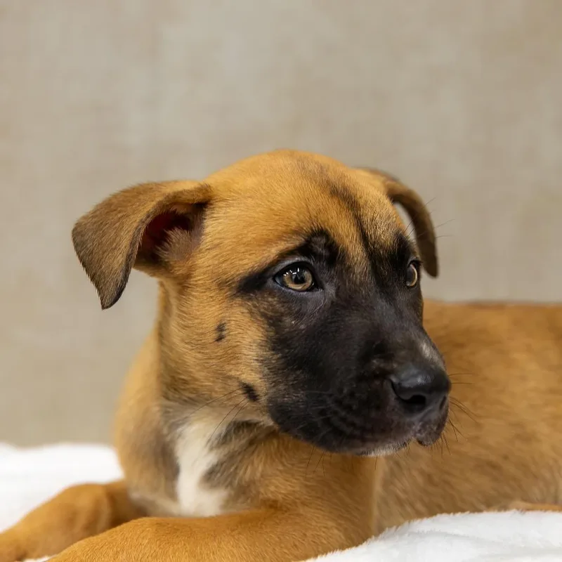 Lionheart thumbnail 5