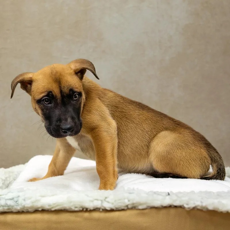 Lionheart thumbnail 6