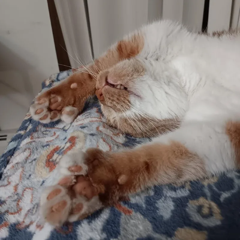 A senior large-sized male Orange / Red Domestic Short Hair cat named Garfield Toby for adoption in Grand Rapids, MN