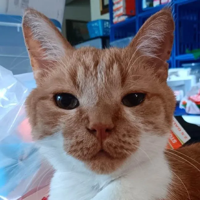 Garfield Toby thumbnail 3