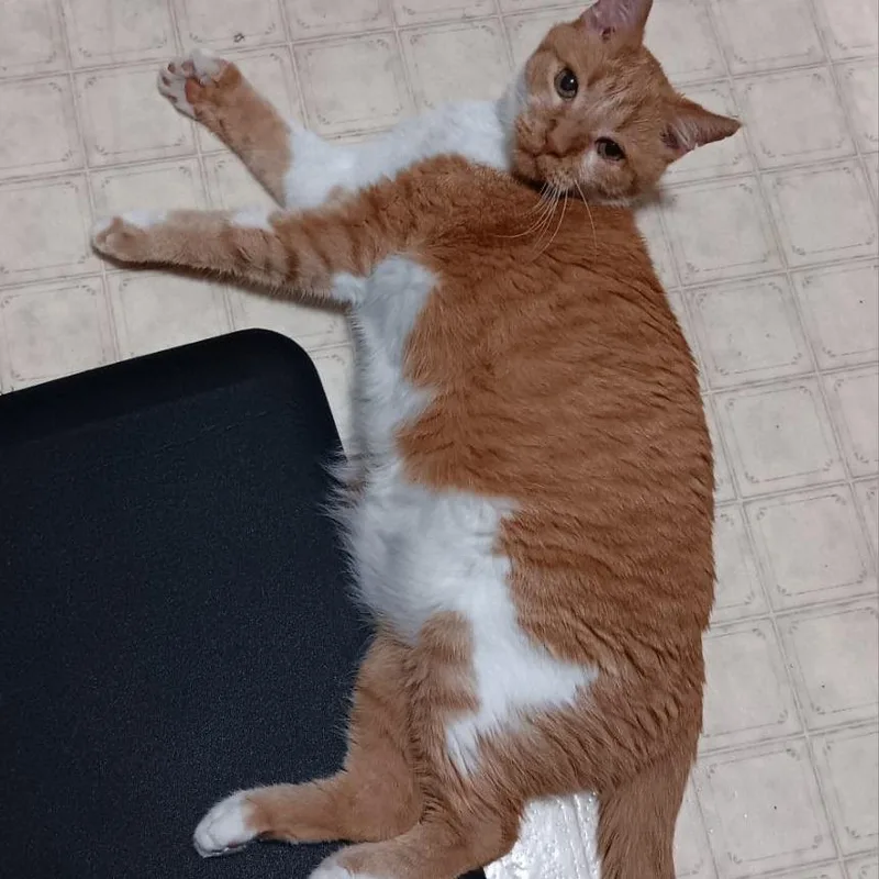 Garfield Toby thumbnail 4
