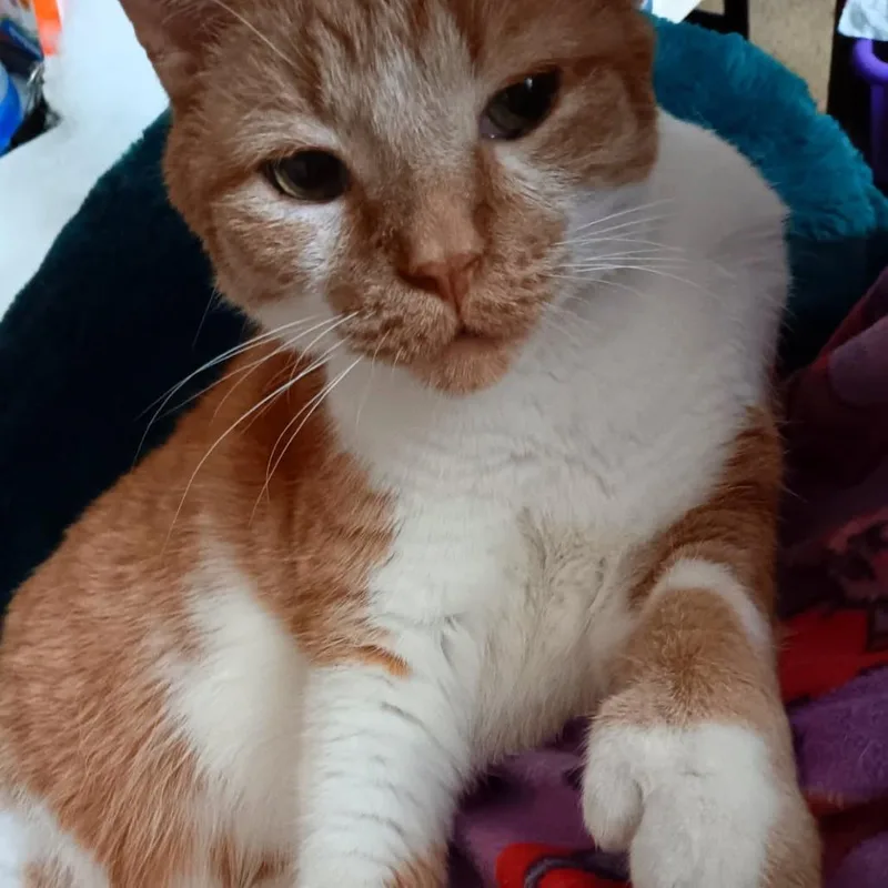 Garfield Toby thumbnail 5