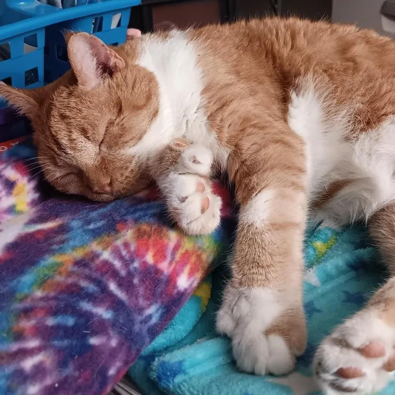 Garfield Toby thumbnail 6
