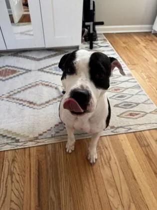 An adult large-sized female Mixed Breed dog named Treasure for adoption in Atlanta, GA
