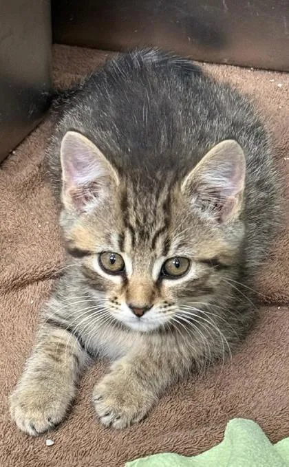 Louie