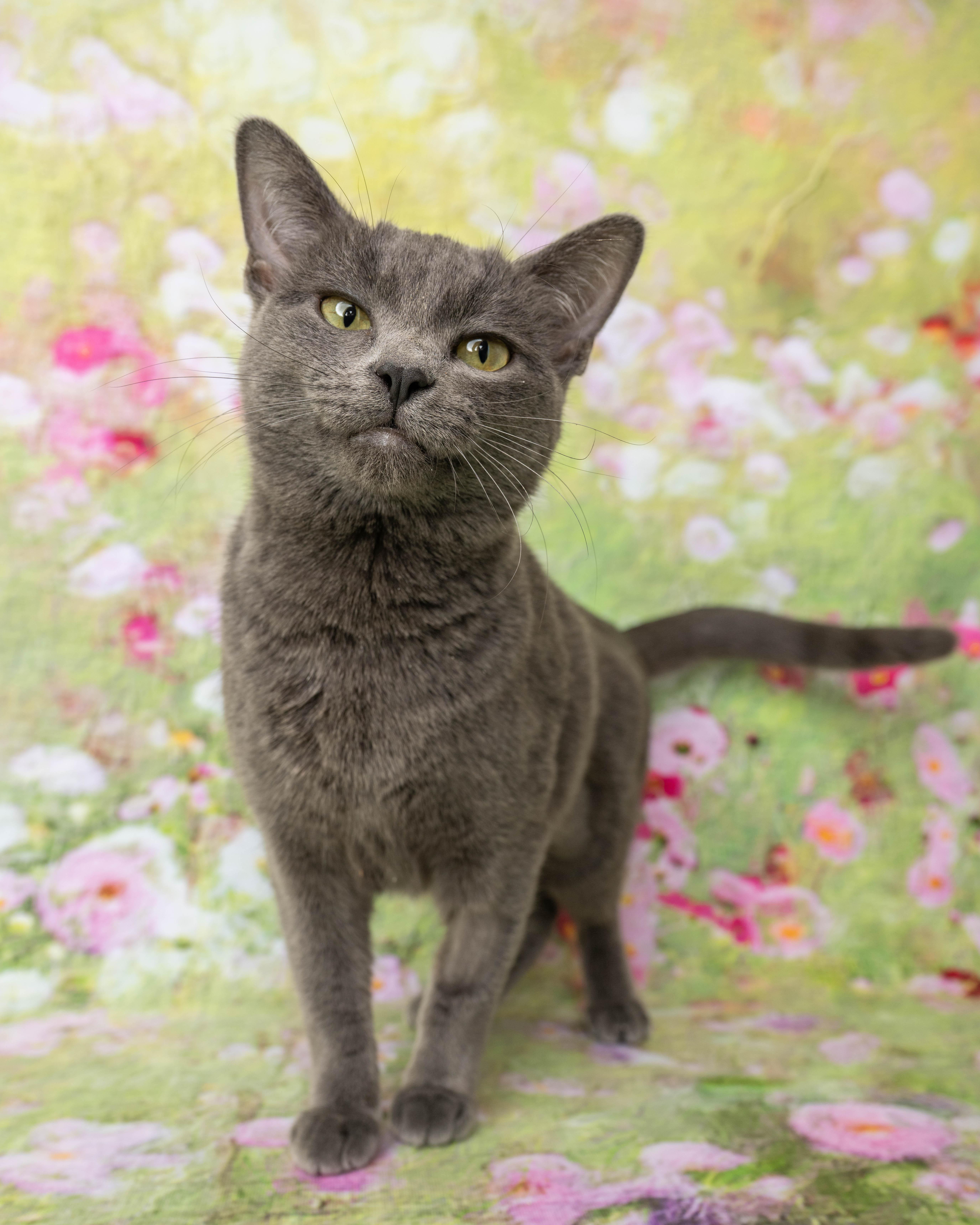 An adult medium-sized female Gray / Blue / Silver Domestic Short Hair cat named Diva for adoption in Rock Springs, WY