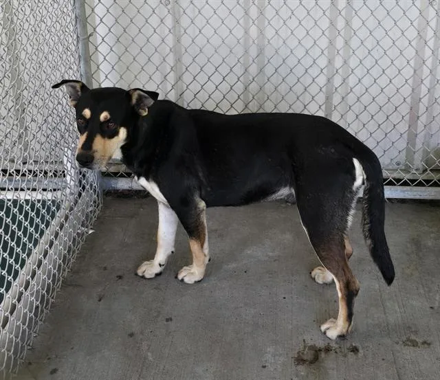 An adult large-sized male German Shepherd Dog dog named Winston for adoption in Conroe, TX