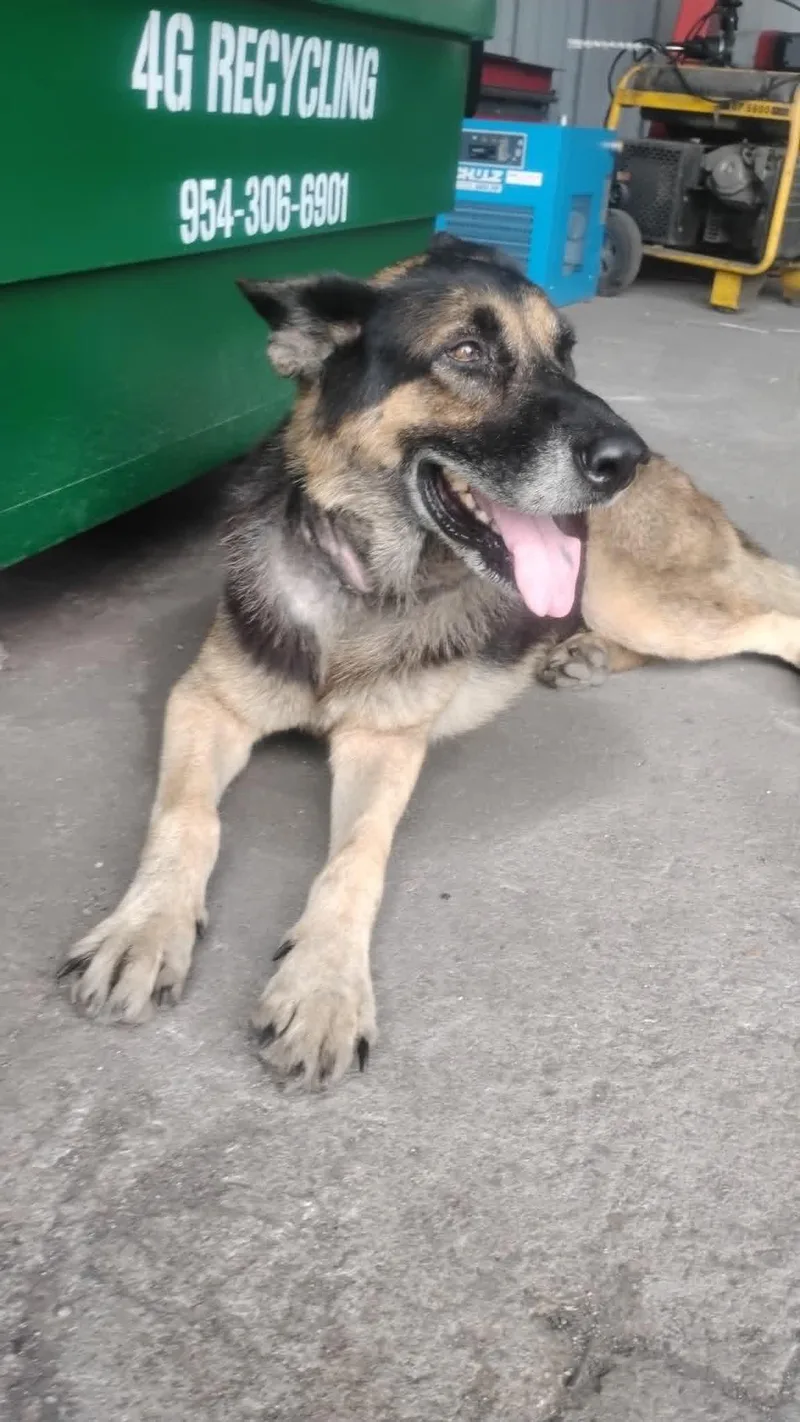 An adult medium-sized male German Shepherd Dog dog named Bandido for adoption in Pompano Beach, FL