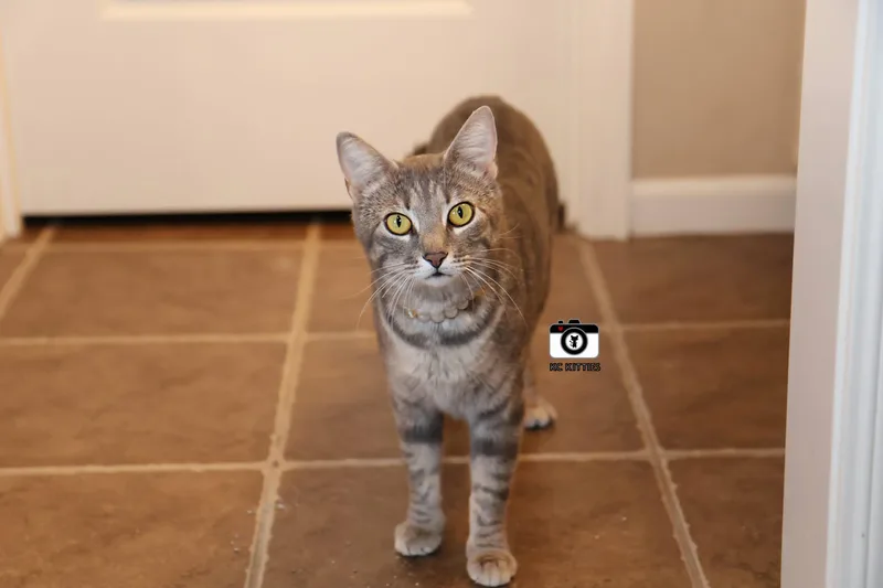 An adult medium-sized female Tabby (Gray / Blue / Silver) Domestic Short Hair cat named Pancake for adoption in Overland Park, KS