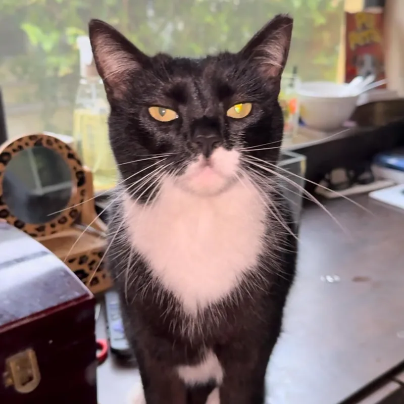 An adult medium-sized female Tuxedo cat named Patina for adoption in Miami, FL