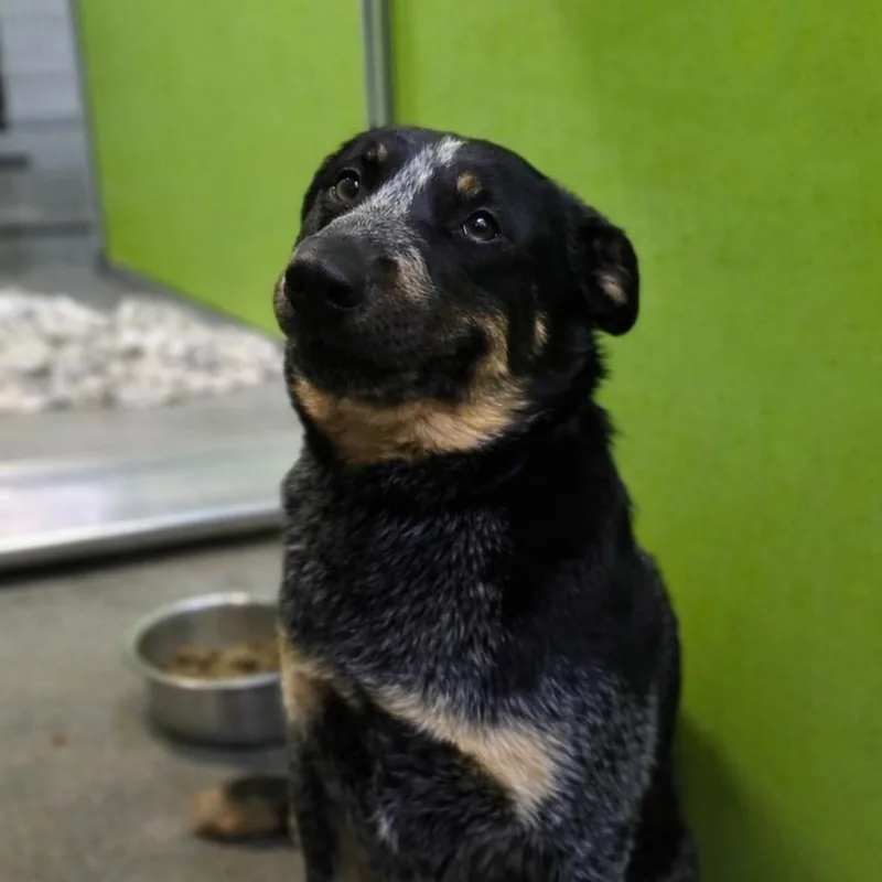 A senior medium-sized male Black Australian Cattle Dog / Blue Heeler dog named Gator for adoption in San Jacinto, CA