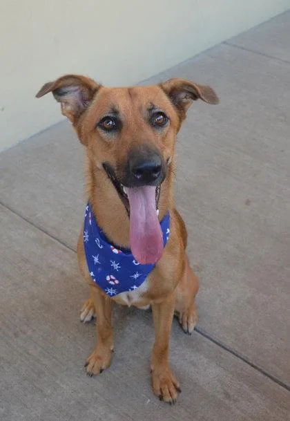 A young large-sized male German Shepherd Dog dog named Donut for adoption in McKinney, TX