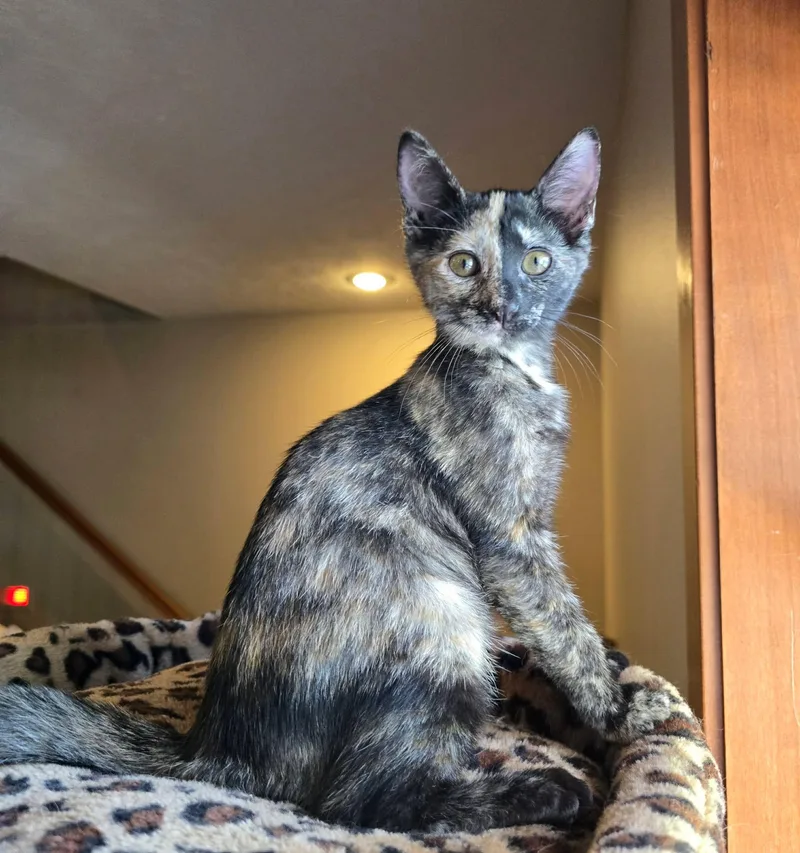 A baby medium-sized female Tortoiseshell Domestic Short Hair cat named Veyda for adoption in Sioux Falls, SD