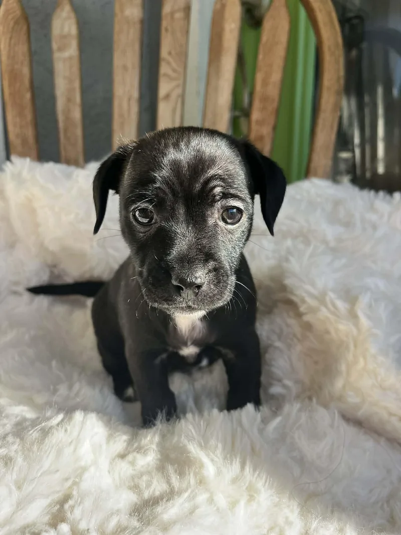 A baby small-sized male Black Chihuahua dog named Antonio for adoption in Poway, CA