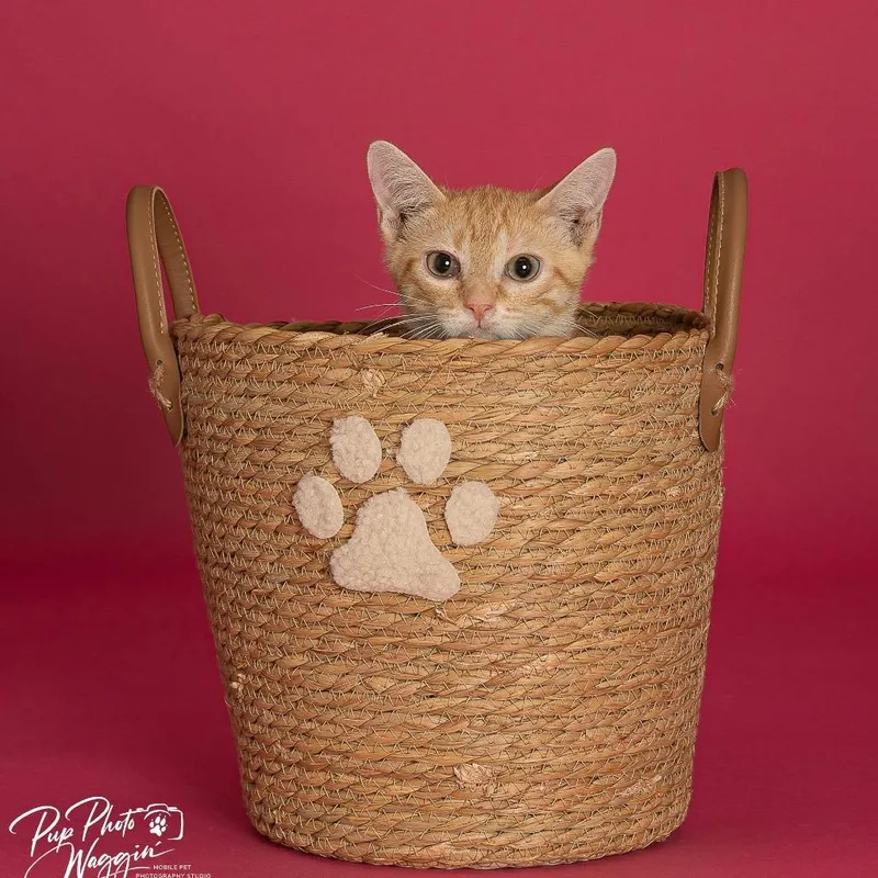 A young small-sized male Domestic Short Hair cat named Eli for adoption in Tulsa, OK
