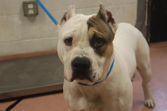 A young medium-sized male Mixed Breed dog named Boone for adoption in Columbia, SC