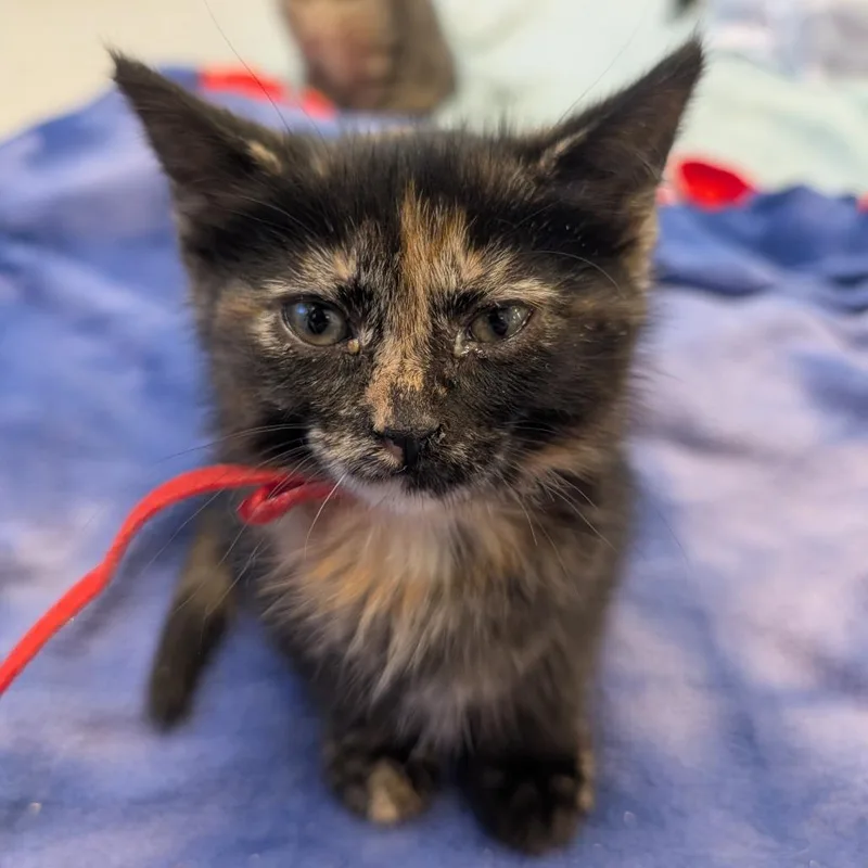A baby small-sized female Tortoiseshell Domestic Short Hair cat named Heart for adoption in Wheeling, IL