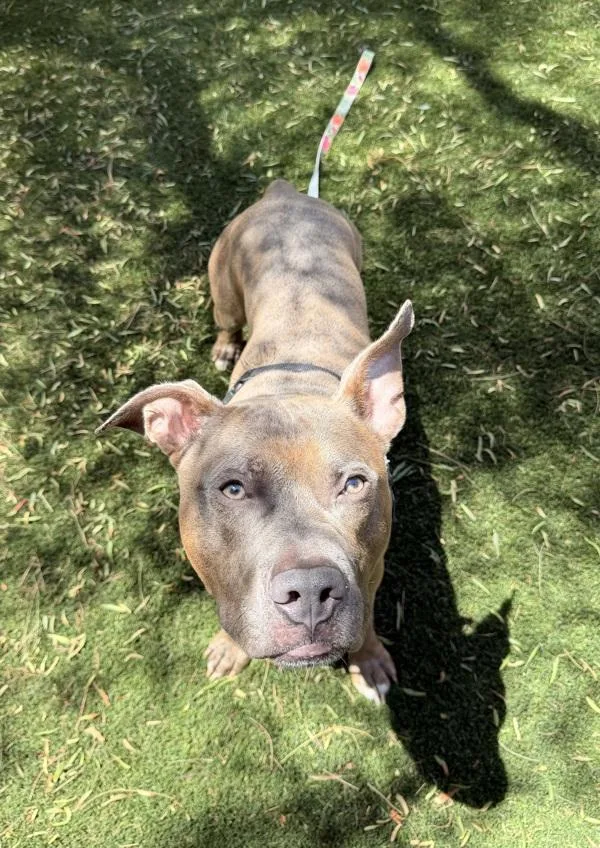 A young medium-sized male Pit Bull Terrier dog named Riko for adoption in Escondido, CA