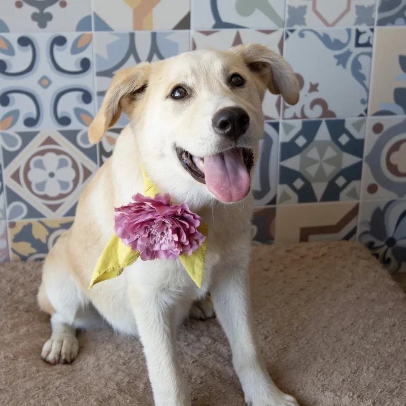 Taffy