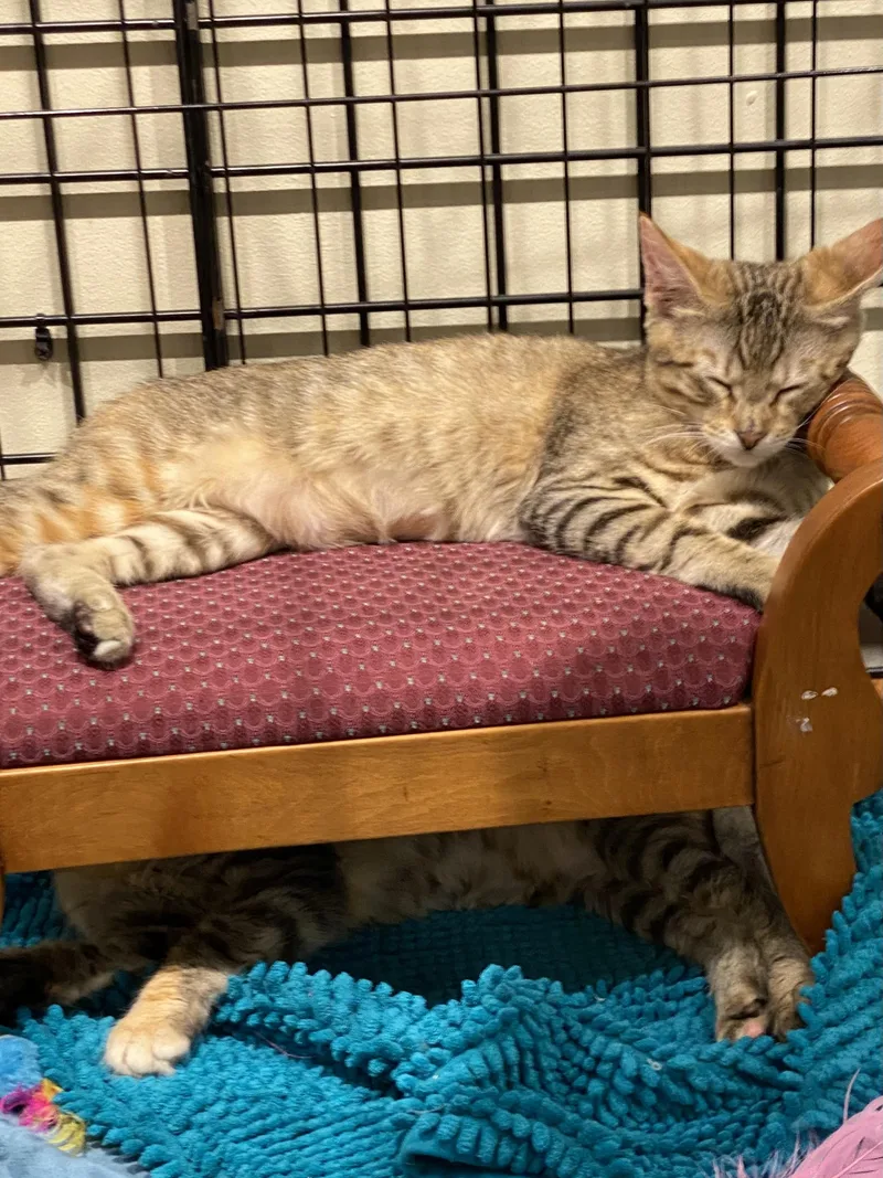 A young medium-sized female Orange / Red Abyssinian cat named Meander for adoption in Stanwood, WA