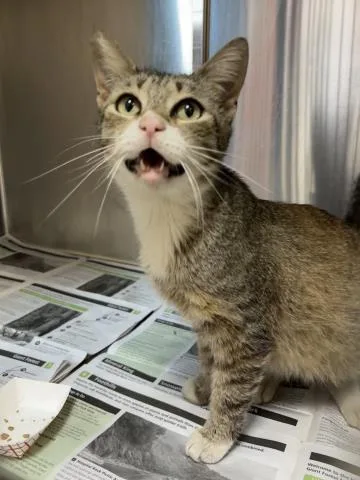 A young small-sized female Domestic Short Hair cat named A for adoption in Visalia, CA
