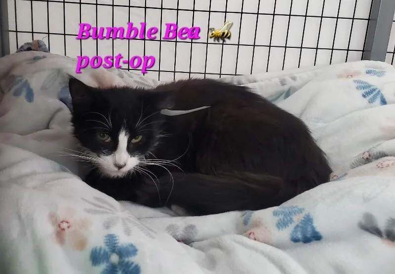 A young medium-sized female Domestic Short Hair cat named Bumblebea for adoption in Diamond Springs, CA