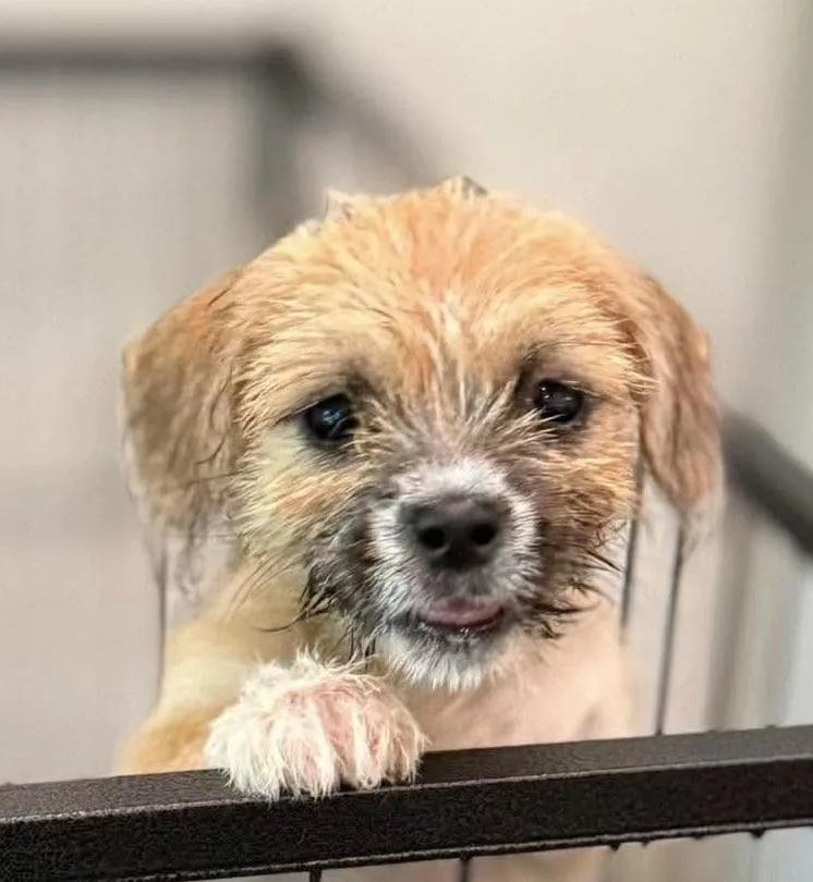 A baby small-sized female Tricolor (Brown, Black, & White) Cockapoo dog named AnnaBeth for adoption in Syracuse, NY