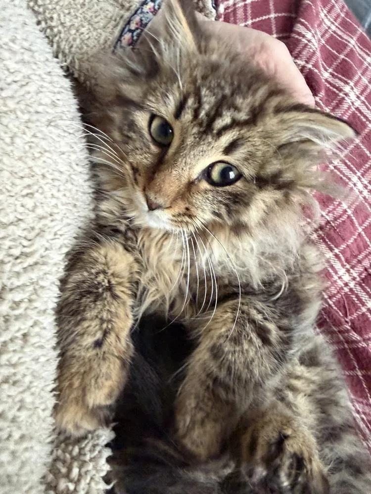 Schitt's Creek:  Roland thumbnail 2