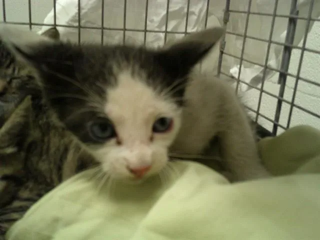 A baby small-sized male Domestic Short Hair cat named Henri for adoption in Fort Lauderdale, FL