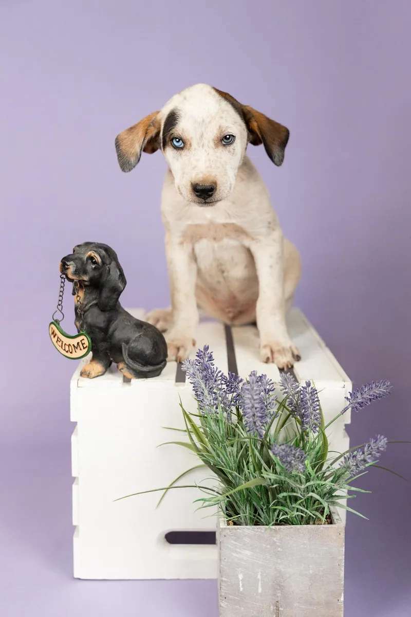 A baby medium-sized male Shepherd dog named 391-26 for adoption in Brighton, CO