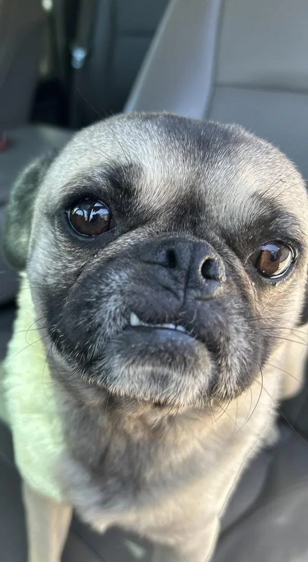 An adult small-sized male Pug dog named Dodger for adoption in Victorville, CA