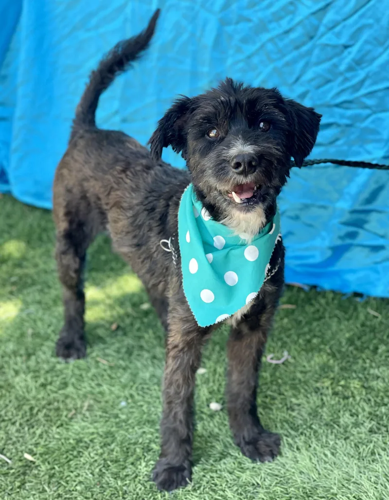 A young medium-sized male Black Poodle dog named Walter for adoption in Rowland Heights, CA
