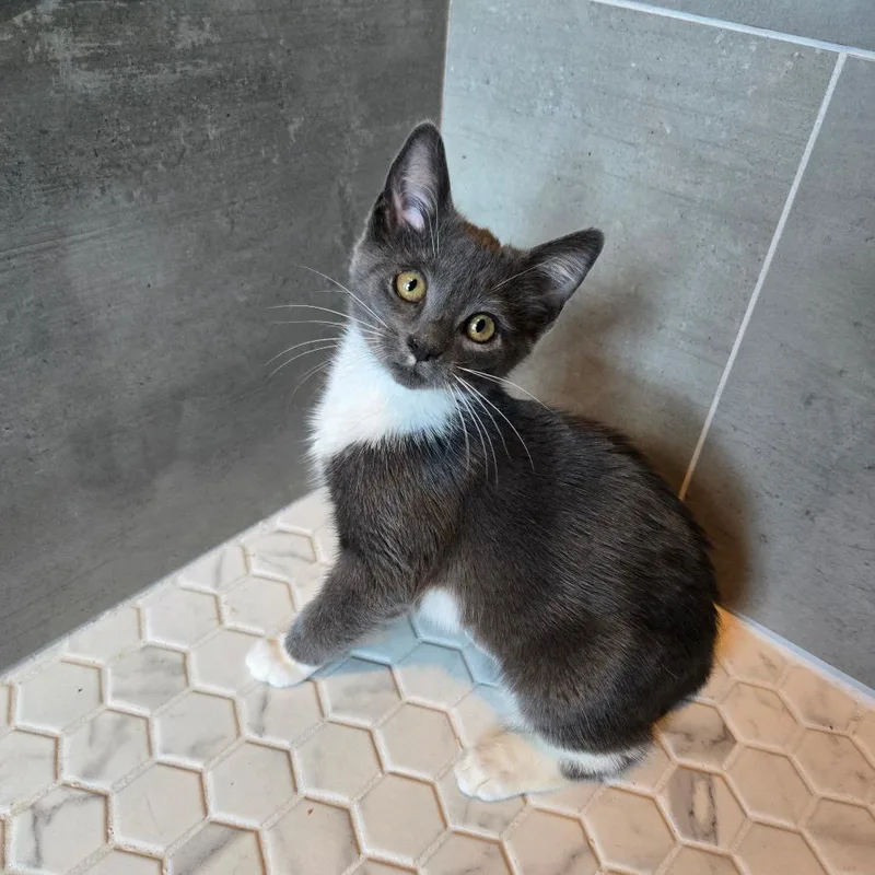 A baby small-sized female Gray / Blue / Silver Domestic Short Hair cat named Galaxy for adoption in Centerville, TN