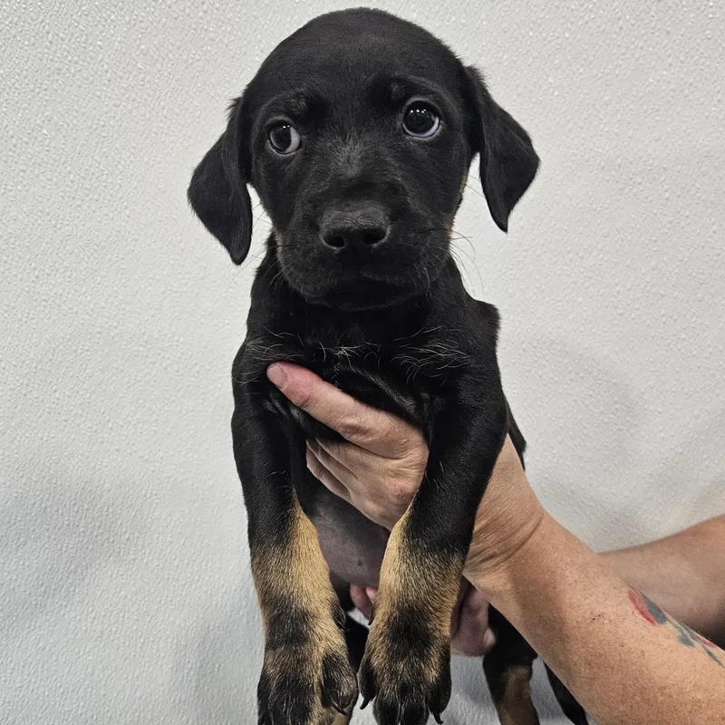 A baby small-sized male Black Wirehaired Terrier dog named Vader for adoption in Kalamazoo, MI